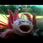 thescreamingaxolotl