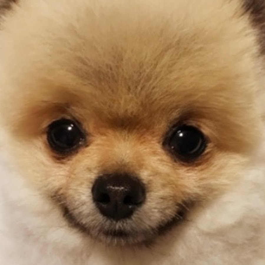 mini Pomeranian Kota - YouTube