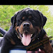 Butler Kennels Rottweilers