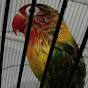 Sadil lovebird