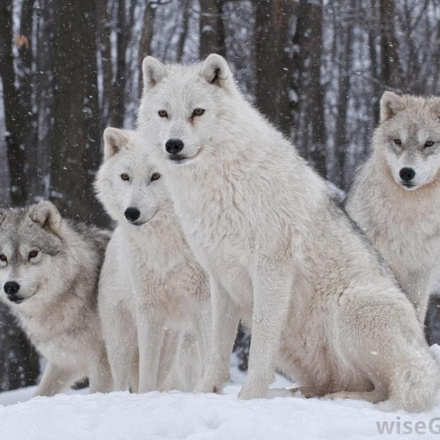 Четверо волков. Арктический Полярный волк. Полярный волк стая вожак. Белый Полярный волк. Arctic Wolf (Арктический волк).