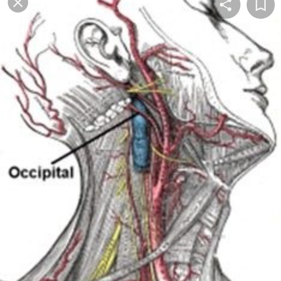 Лицевой языкоглоточный нерв. Языкоглоточный нерв анатомия схема. 9 Пара языкоглоточный нерв. Языкоглоточный нерв ход. Языкоглоточный нерв иннервирует.