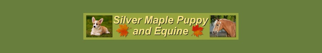 Silver Maple Puppy & Equine