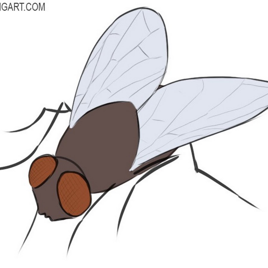 Fly draw. Мошка на прозрачном фоне. Мошка вектор. Мошкара рисунок. Мошка картинка для детей.