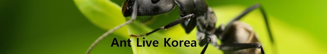 Ant Live Korea