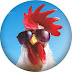 logo cockadoodledo