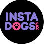 Insta DogsCR