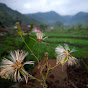 petani lokal