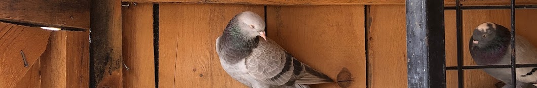 Silver Pigeon