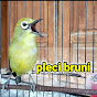 pleci bruni