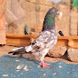 Haseeb Pigeon Club