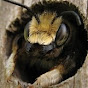 About Bees UA Beekeeping