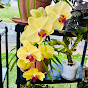 Orchid Gardening Days