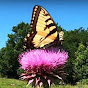 Thistle Draw Farm & Homestead