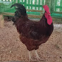 Katropa Heritage and Native Chicken 