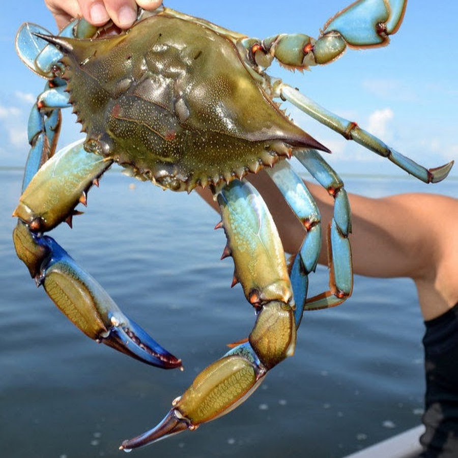 crab #fish #hook #fishing #google #r #fullvideo #catching