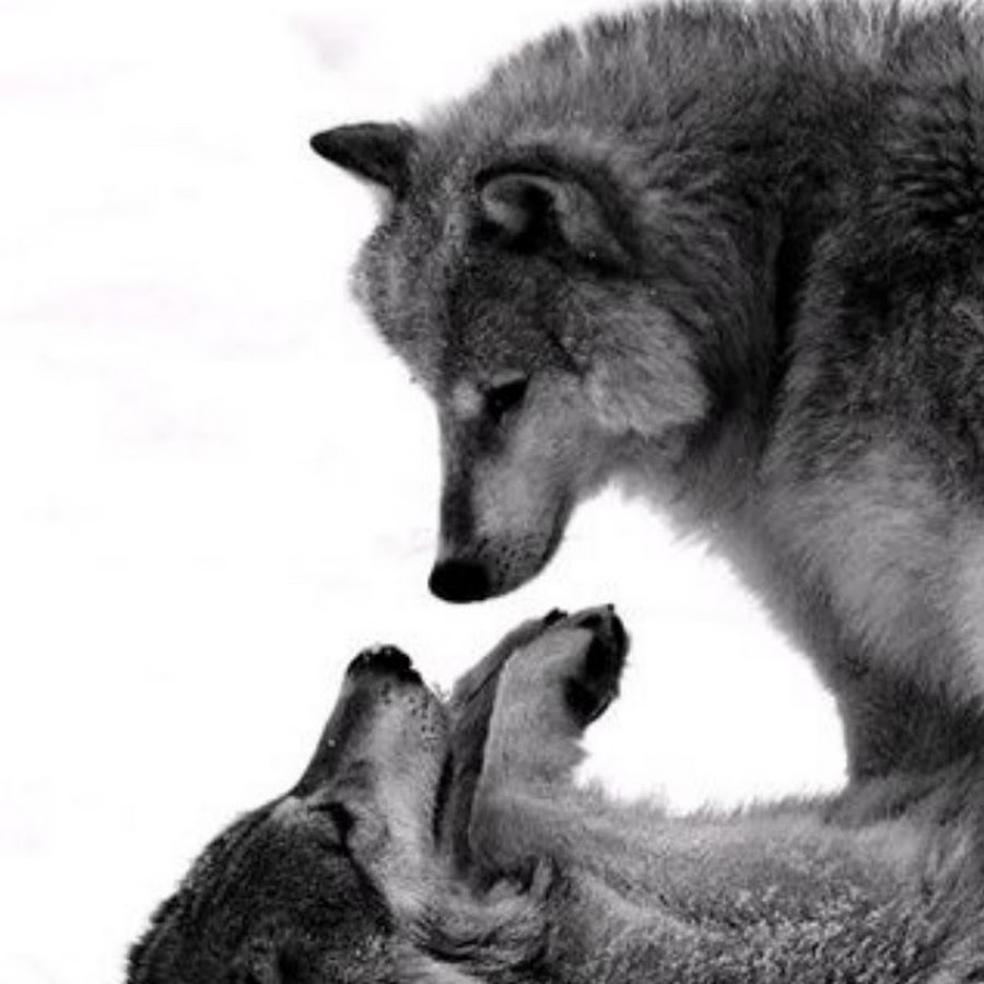 картинки любящих волков