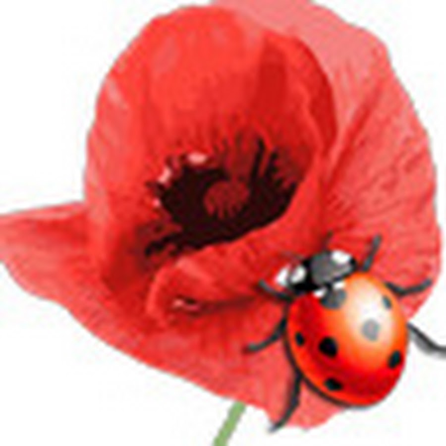 Coccinelle et Coquelicot YouTube