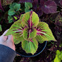 Coleus Rio Grande do Sul 