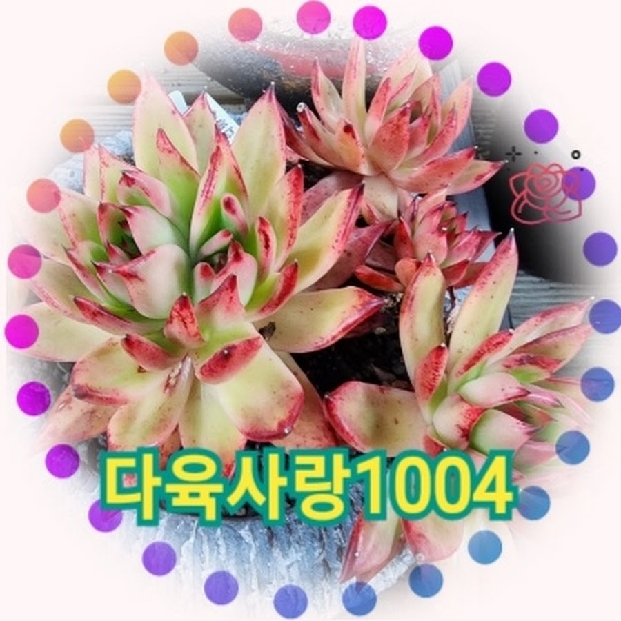 다육사랑1004농원 - YouTube 다육사랑1004농원