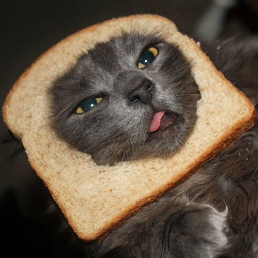 Можно котам хлеб. Кот хлеб. Котик в хлебе. Котенок в хлебушке. Милые котики в хлебе.