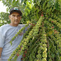 Lavouras de café com o Braquiária