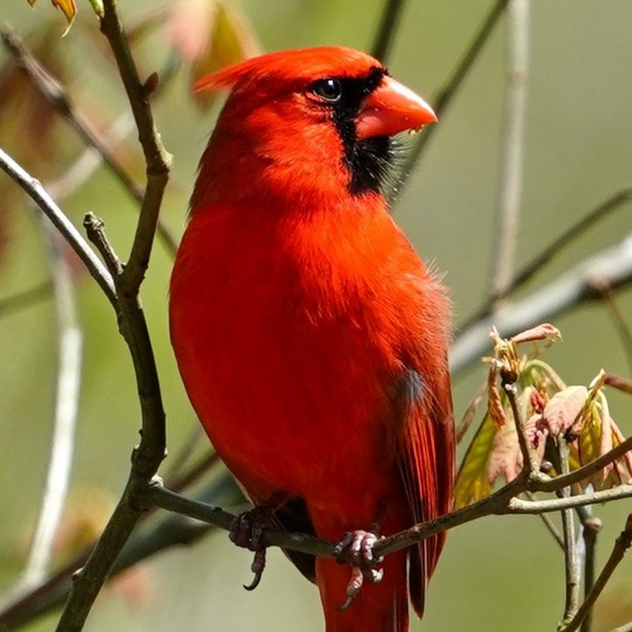  Cardinal Red Bird on Tree Branch Retractable Reel