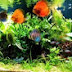 Aquarium, Pets and Plants