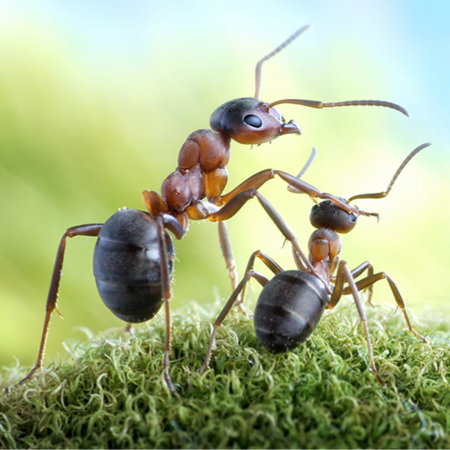 Муравьев спасибо жизнь. Веселый муравей. Коллективный разум муравьев. Муравьи фуражиры. Муравьи (#1).