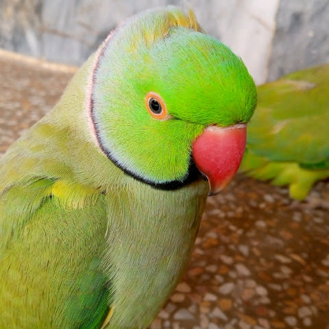 influencer profile picture