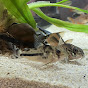 Corydoras In House