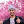 rizwanshan avatar