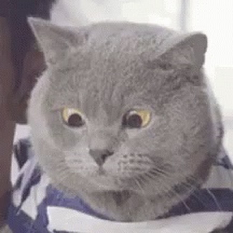 Cat confused gif