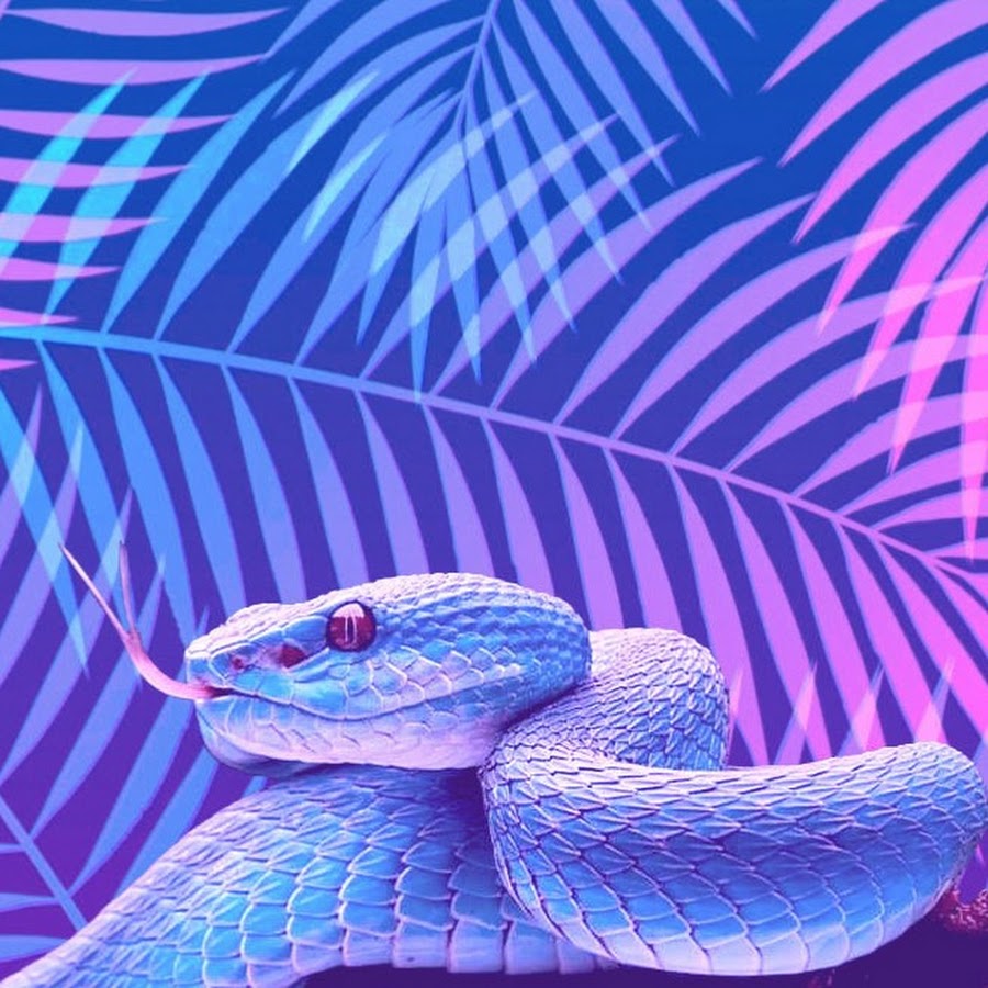 Змея на заставку телефона. Голубая куфия гадюка. Красивая змея. Неоновая змея. Розовая змея.