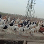 Naqash Haider Pigeon Lover