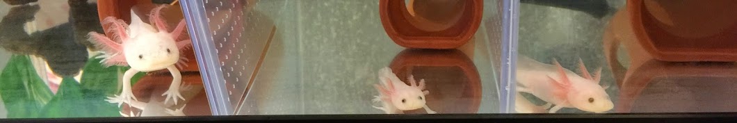 ウーパールーパーAxolotl JP