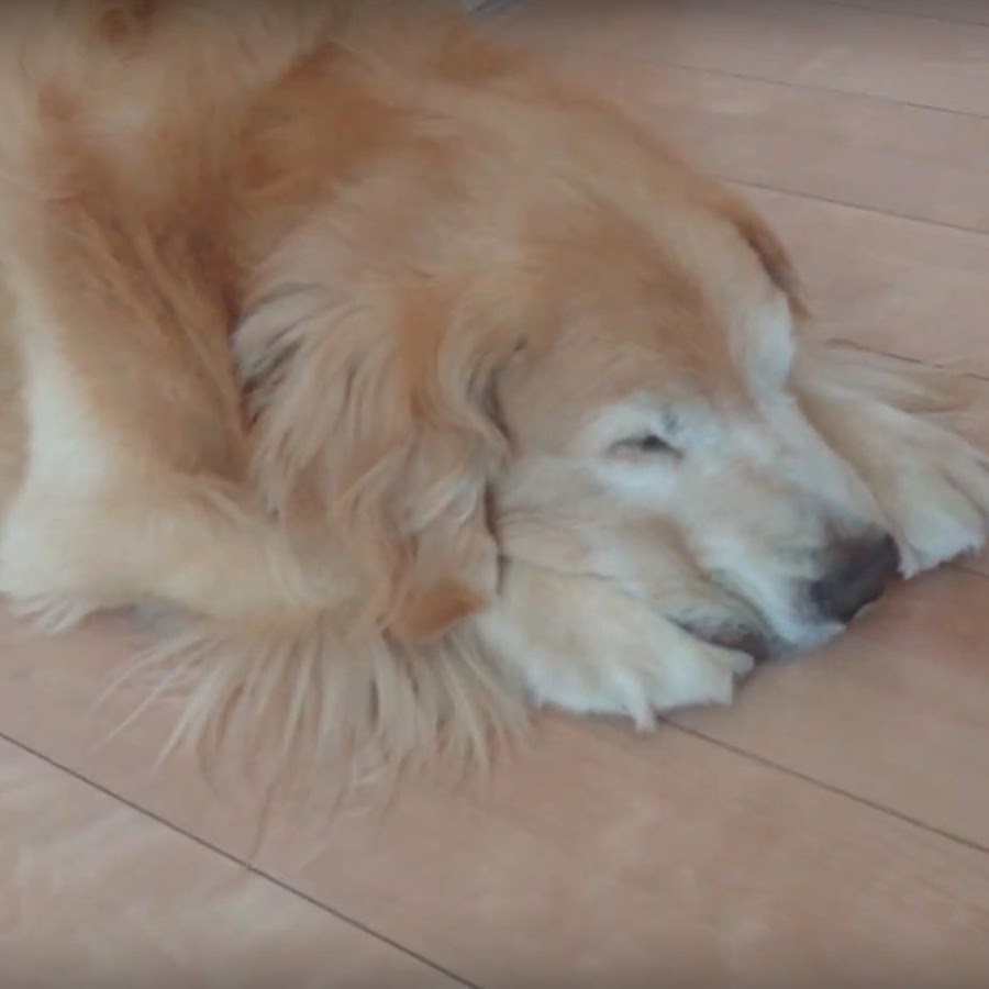 Golden Retriever Gekkai Sora