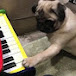 Pugs'nPianos