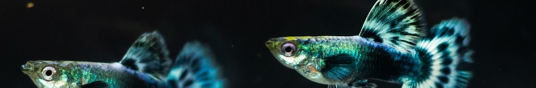 Guppy Cam Lâm - Nha Trang