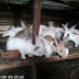 SOSO RABBIT FARM