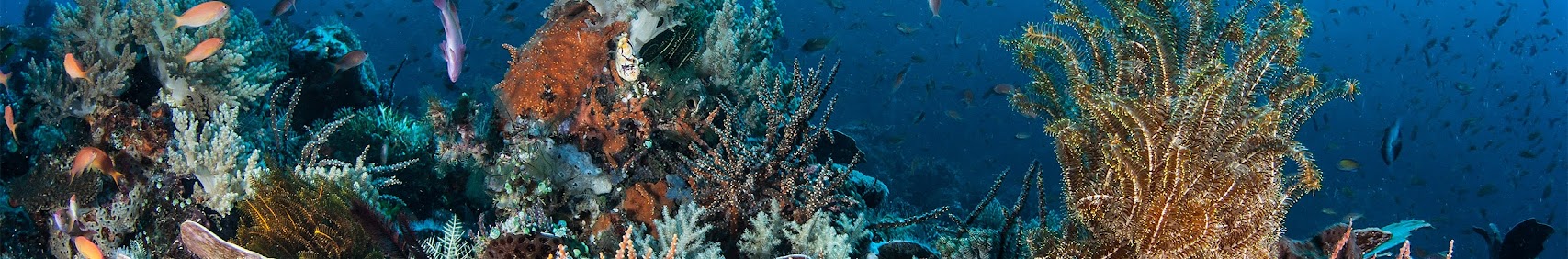 diveworldwide1171