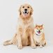 Mame shiba UNI＆Golden retriever OKARA