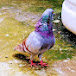 Maurya G Ka Pigeon