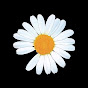 daisy_flower