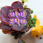 다육이를부탁해 Korean succulent plants