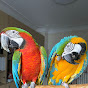 Macaw Harlequin Lucy