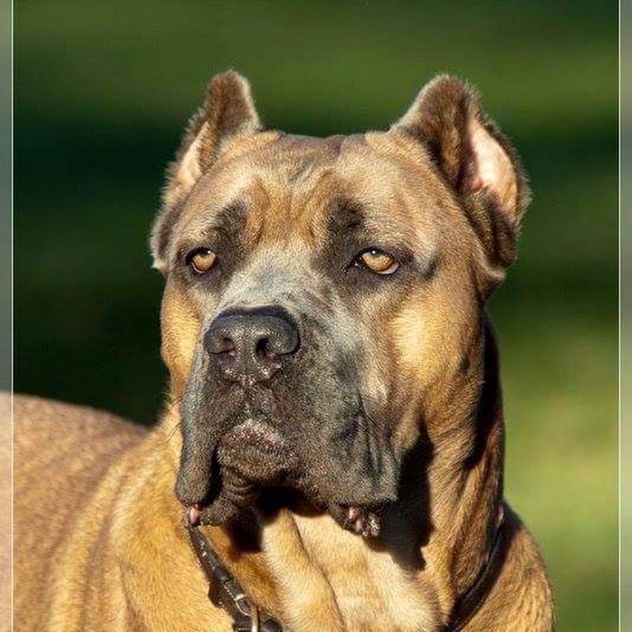 Worldwide hot sale cane corso