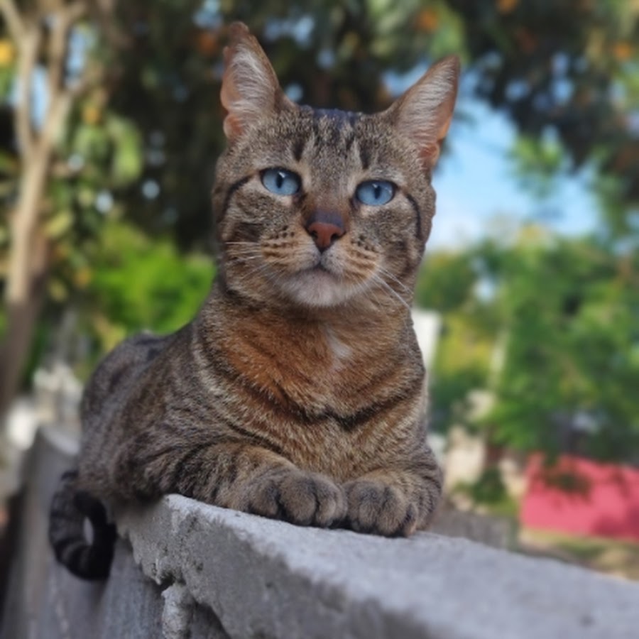 Amor por los animales 🥰 @amorporlosanimales13