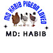 Habib pigeon loved