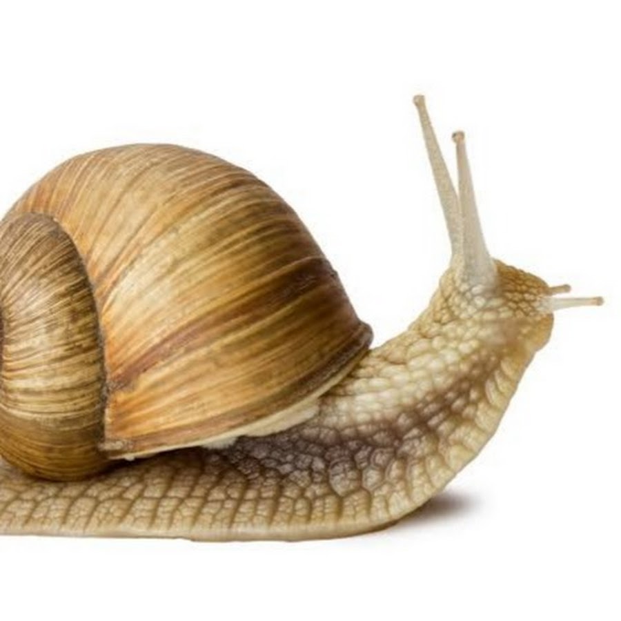 Snail - YouTube Snail